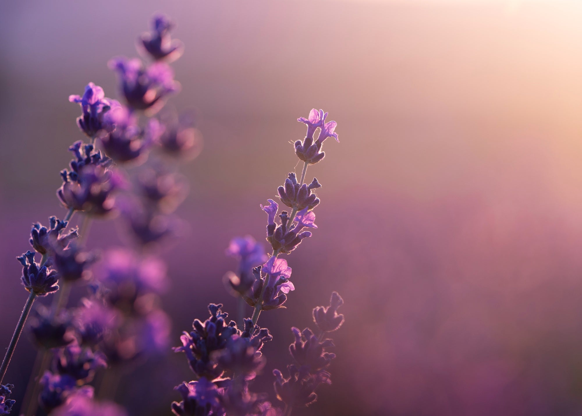 Lavendel ist ein wunderbares Geschenk der Natur